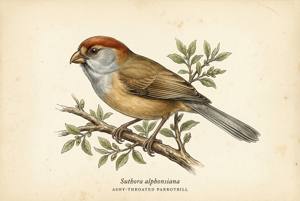 Ashy-throated Parrotbill illustration
