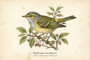 Ashy-throated Warbler illustration