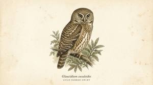 Asian Barred Owlet illustration