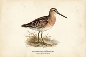 Asian Dowitcher illustration