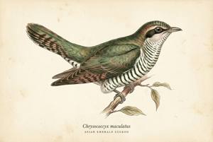 Asian Emerald Cuckoo illustration