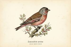 Asian Rosy-Finch illustration