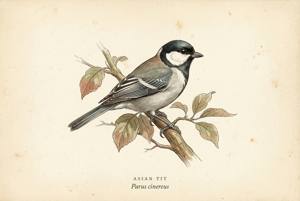 Asian Tit illustration
