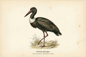 Asian Woolly-necked Stork illustration