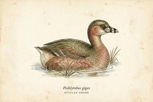 Atitlan Grebe illustration
