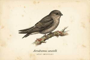 Atiu Swiftlet illustration