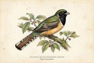 Atlantic Black-throated Trogon illustration