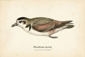 Atlantic Petrel illustration