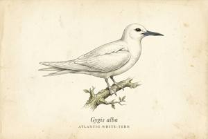 Atlantic White-Tern illustration