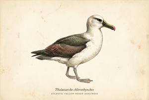 Atlantic Yellow-nosed Albatross illustration
