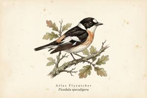 Atlas Flycatcher illustration