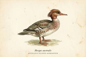 Auckland Islands Merganser illustration