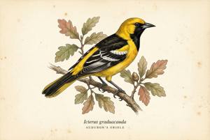 Audubon's Oriole illustration