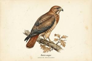 Augur Buzzard illustration