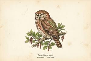 Austral Pygmy-Owl illustration