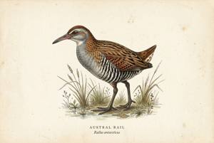 Austral Rail illustration