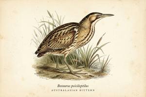 Australasian Bittern illustration