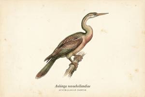 Australasian Darter illustration