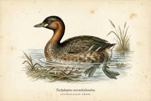 Australasian Grebe illustration