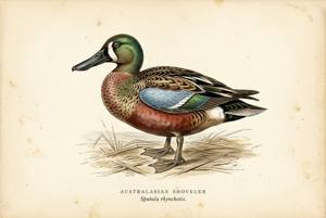 Australasian Shoveler illustration