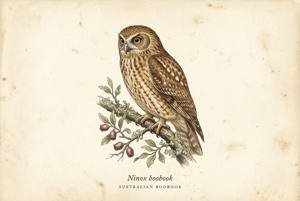 Australian Boobook illustration