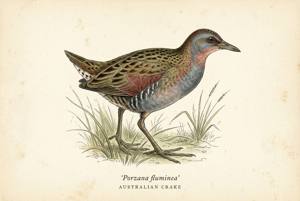 Australian Crake illustration