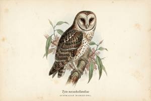 Australian Masked-Owl illustration
