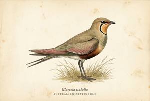 Australian Pratincole illustration