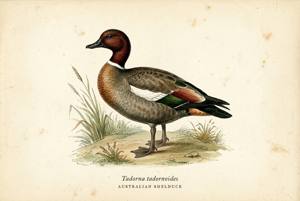 Australian Shelduck illustration