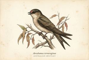 Australian Swiftlet illustration