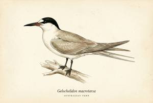 Australian Tern illustration