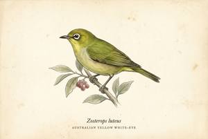 Australian Yellow White-eye illustration