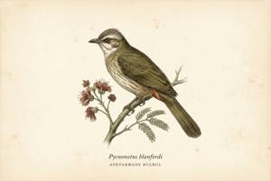 Ayeyarwady Bulbul illustration