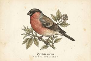 Azores Bullfinch illustration