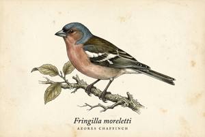 Azores Chaffinch illustration
