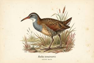 Aztec Rail illustration