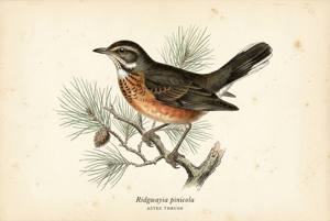Aztec Thrush illustration