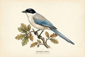 Azure-winged Magpie illustration