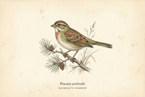 Bachman's Sparrow illustration