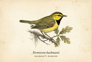 Bachman's Warbler illustration