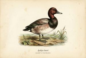 Baer's Pochard illustration