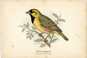Baglafecht Weaver illustration