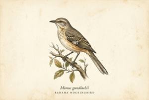 Bahama Mockingbird illustration