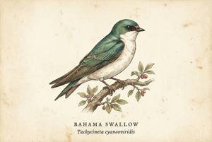Bahama Swallow illustration