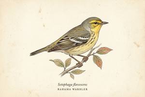 Bahama Warbler illustration