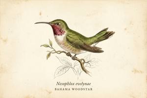 Bahama Woodstar illustration