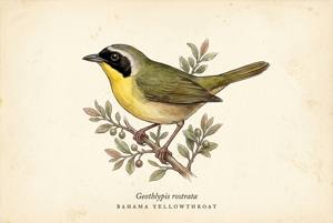Bahama Yellowthroat illustration