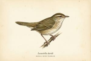 Baikal Bush Warbler illustration