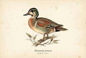Baikal Teal illustration