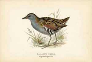 Baillon's Crake illustration